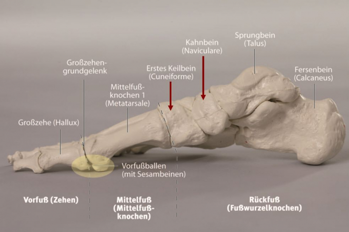 Das Tibialis posterior Syndrom - Fuß-Schule München - Die Kunst des Gehens